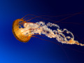 Icon of Jellyfish